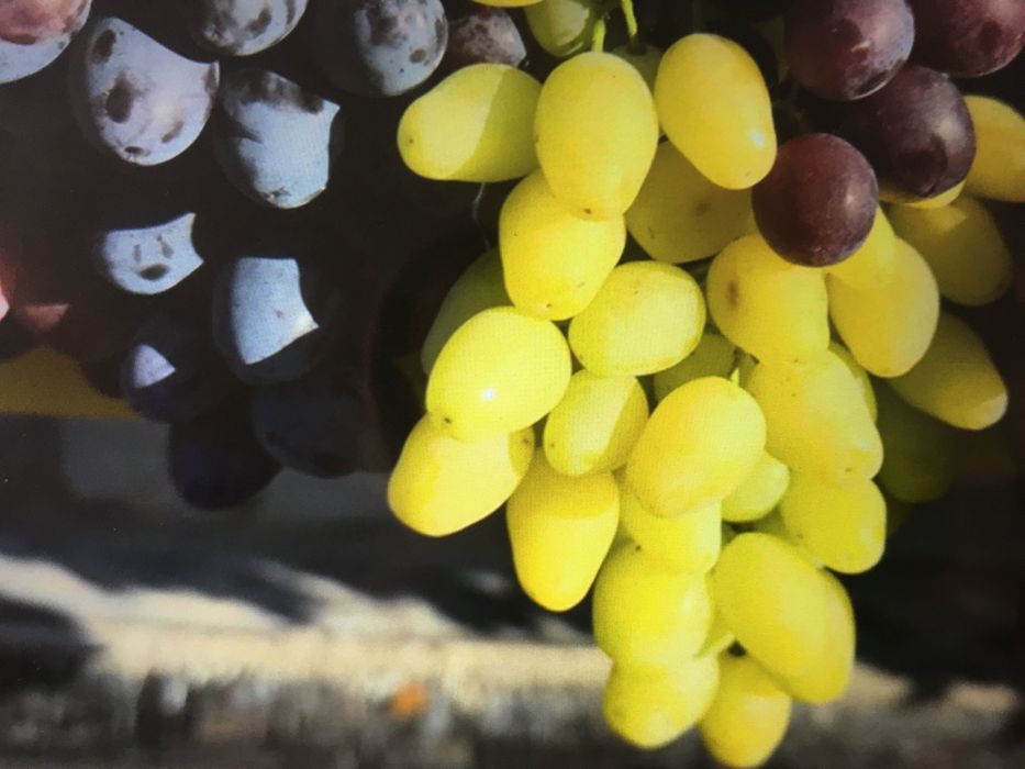 Саджанці смачного винограду