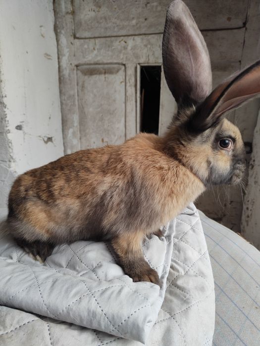 Sprzedam samice króliki