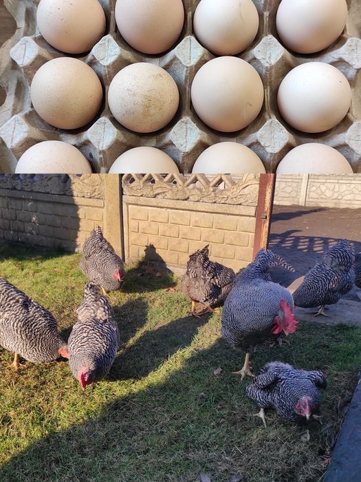 Амрокс инкубационные яйца