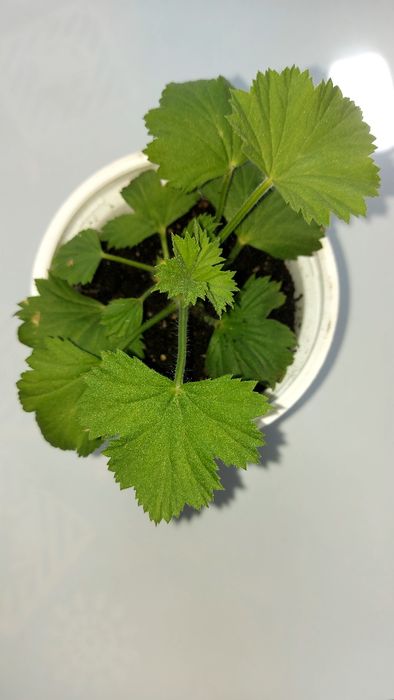 Королівська пеларгонія