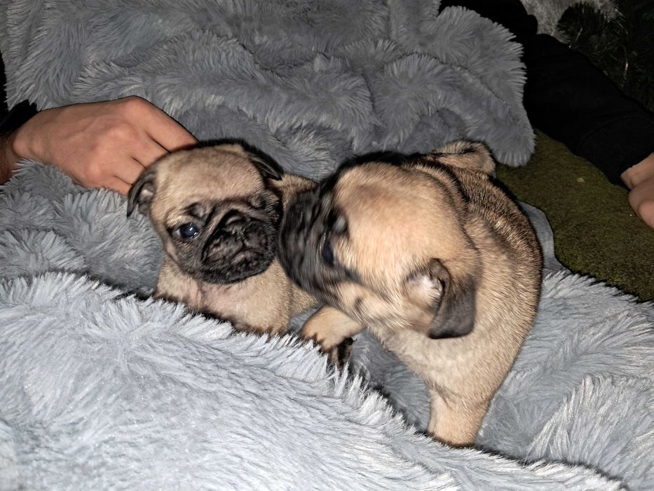 Цуценята породи мопс народжені 17.11.2025року. Хлопчик та дівчинка