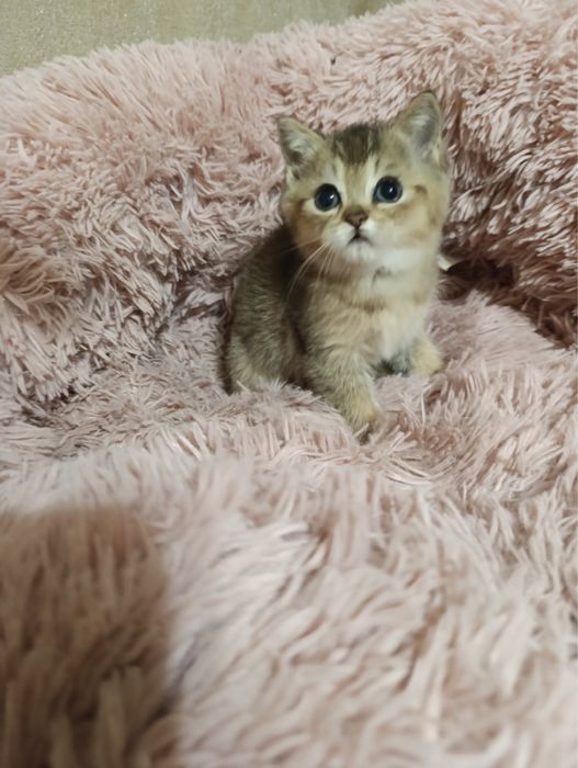 Котик золотої шиншили