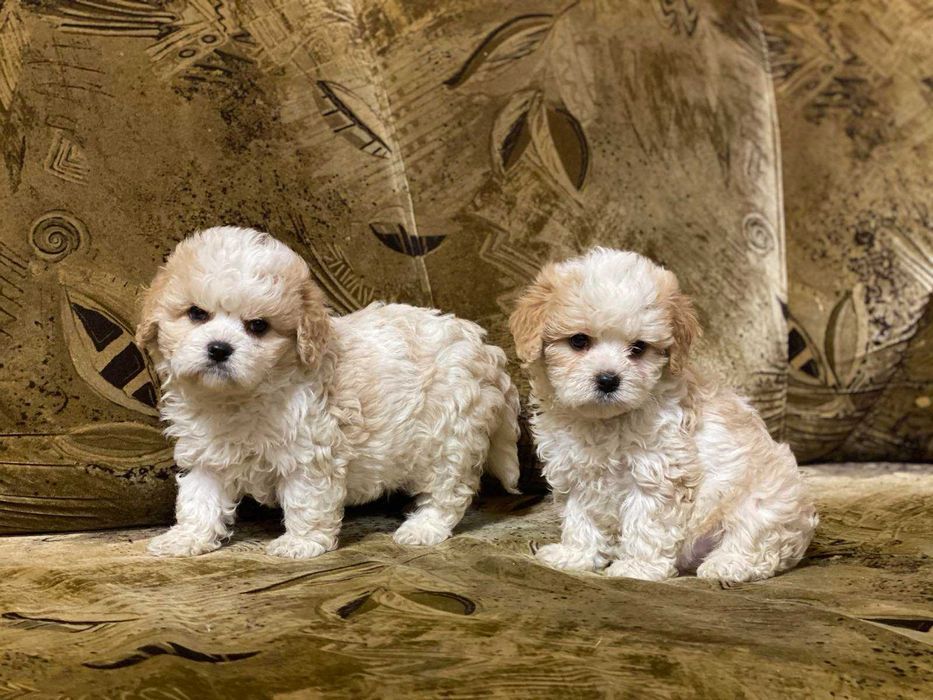 Шикарні цуцнята мальтіпу