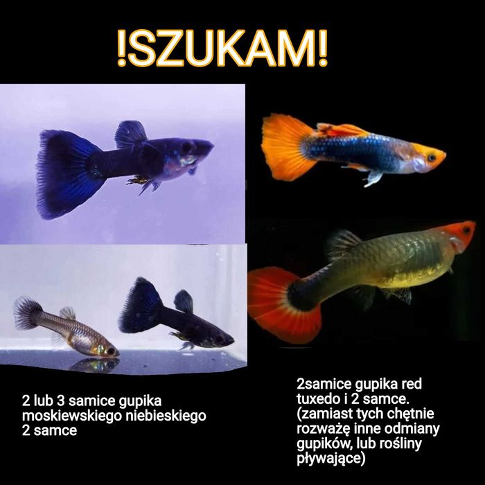 Gupiki moskiewskie, red tuxedo lub rośliny pływające