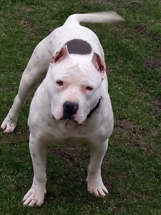 Amstaff american staffordishe terier suczka
