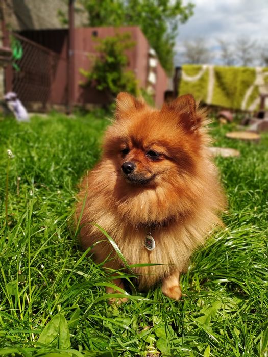 Померанский шпиц на вязку