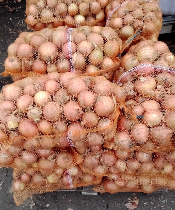 Cebula Sprzedam cebulę 5 +, worek 15 kg