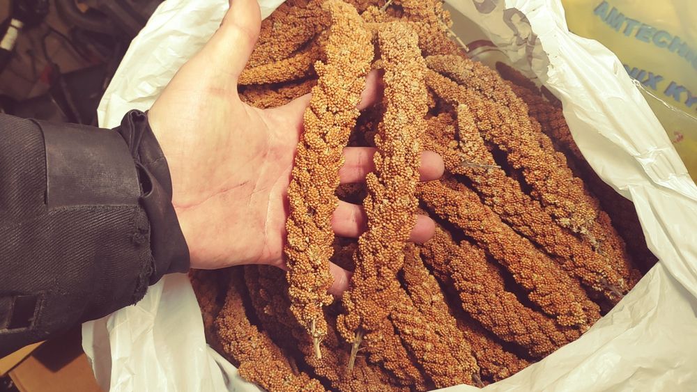 Чуміза для папуг і гризунів чумища колоски  корм для пташок волнистик