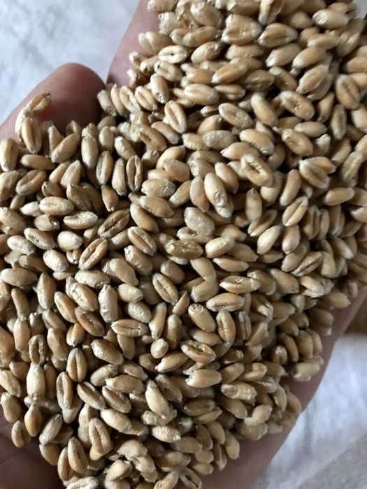 Соя насіння, Пшениця ( є очищена на муку і дрібніша для курей)