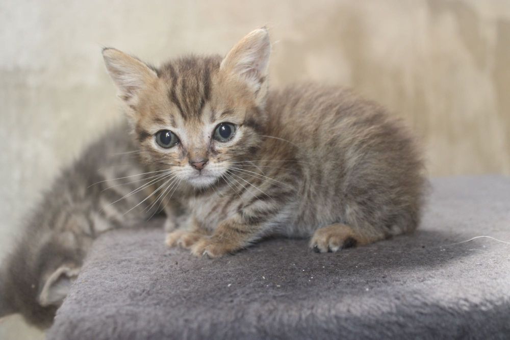 Gatinhos bebés para adoção