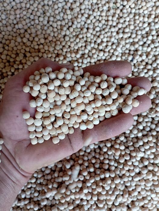 Горох Ессо посевной материал