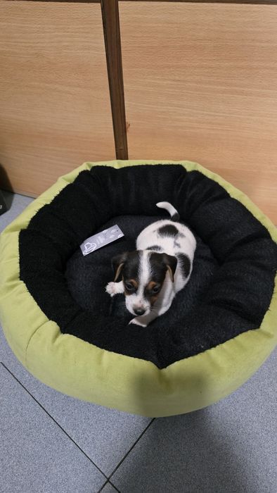 Jack russell puro