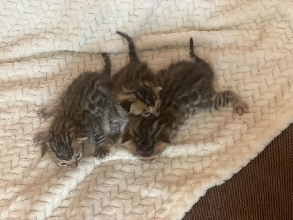 Найкращі малятка