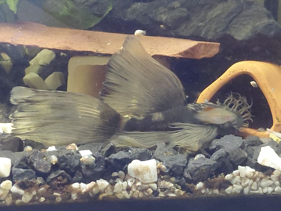 Dragon green zbrojnik male 3-5cm