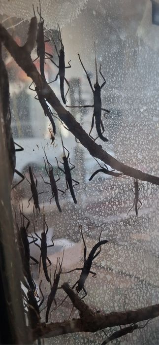 Straszyki diabelskie