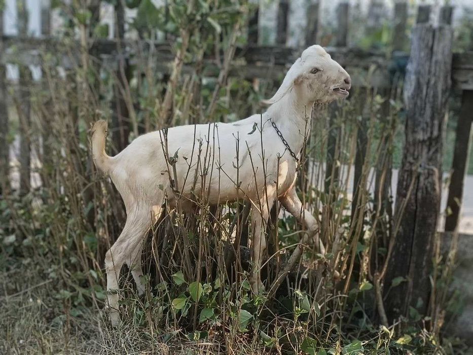 Рабочий англо-нубийский козел