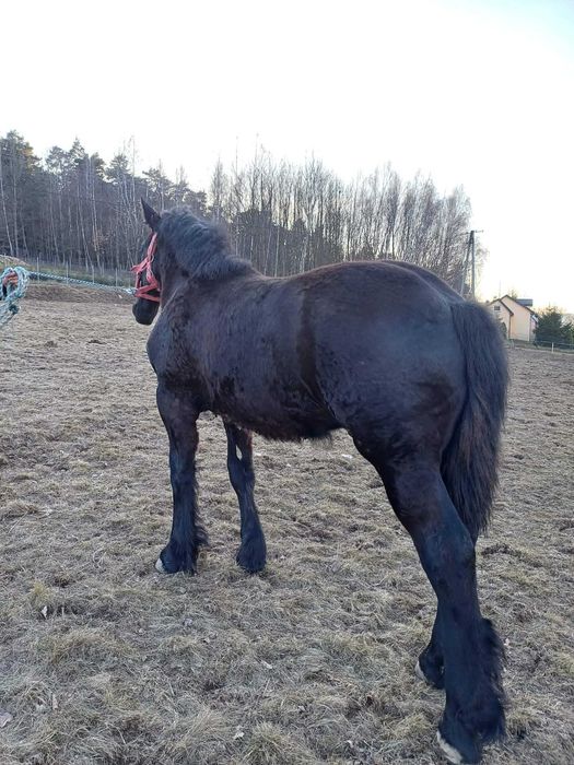 Ogierek zimnokrwisty