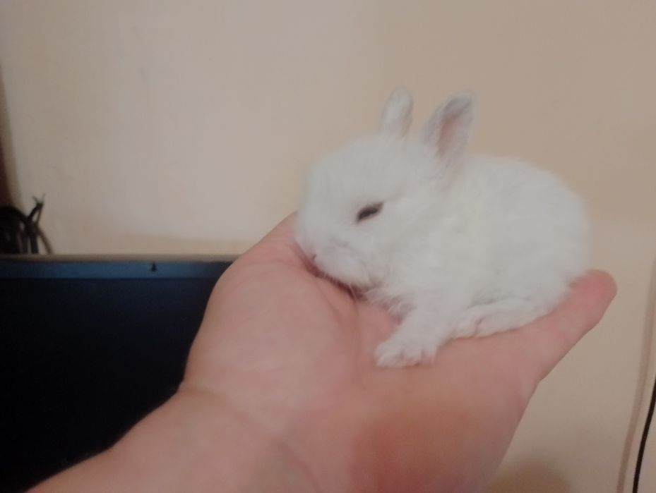 декоративних кроликів