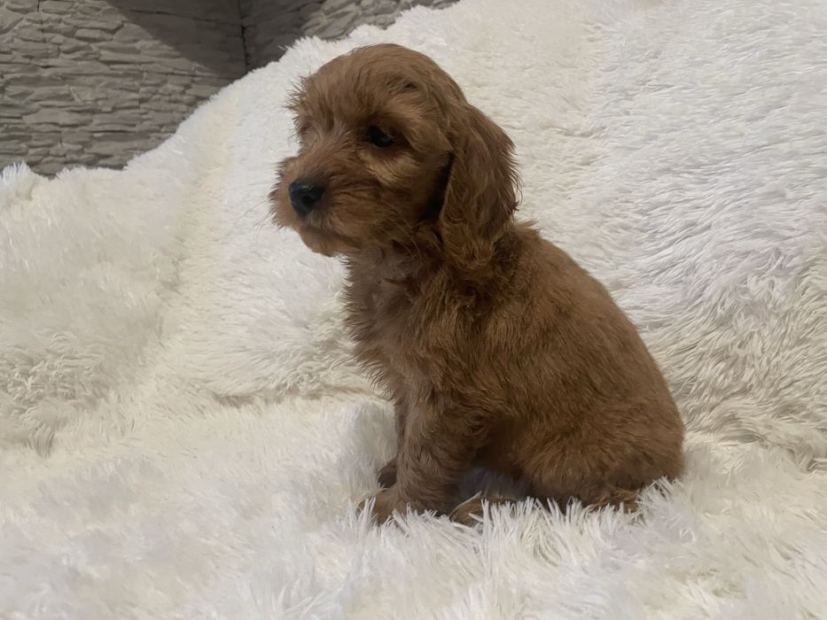 Cockapoo szczeniaki