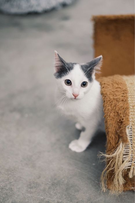 3 gatos bebés machos para adoção responsável