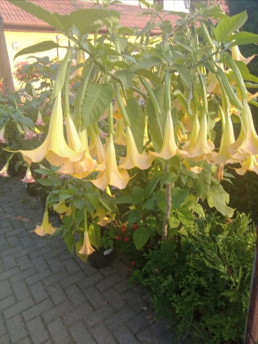 BIELUŃ-DATURA koloru żółtego i różlowego