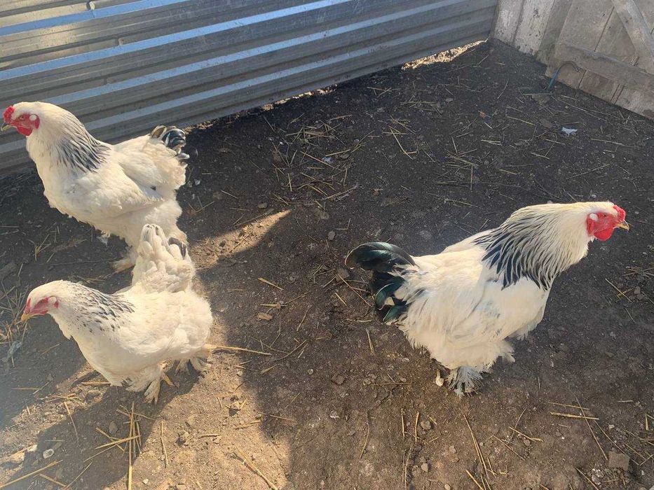 Кури. Яйця курей. Амрокс і Лівенська ситцева.