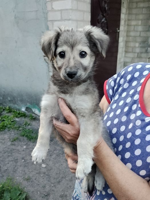 Віддам трьох цуценят