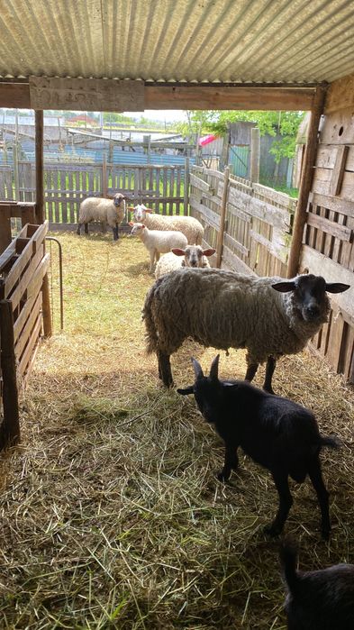 Cabras anãs para venda