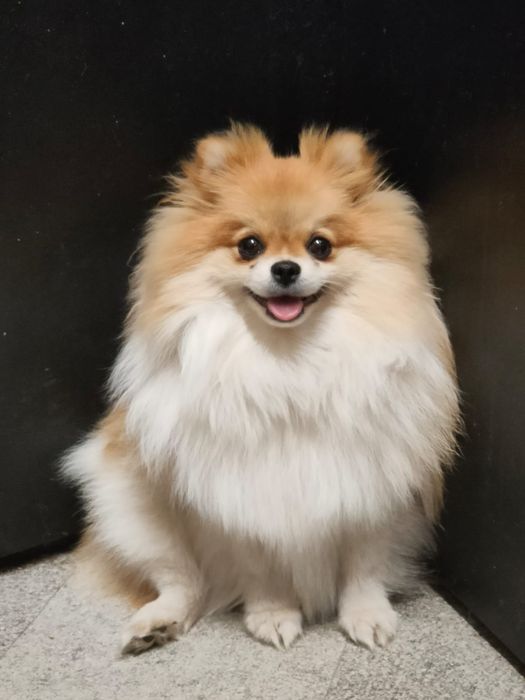 Szpic miniaturowy -pomeranian