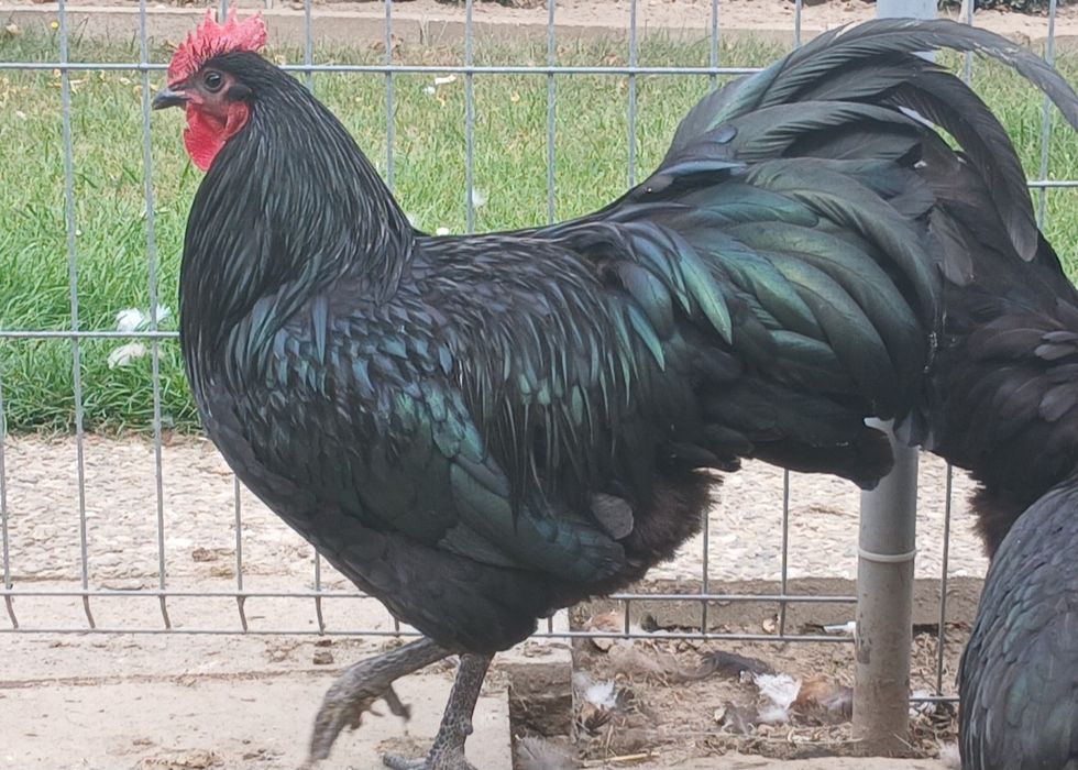 Kogut Australorp