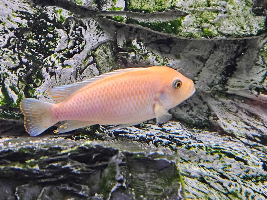 Pyszczak Zebra Red