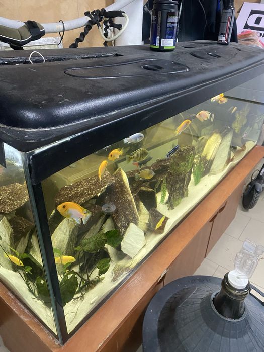 Akwarium 375l z zyciem