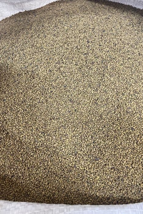 Семена /Насіння люцерны для микрозелени – для здорового питания