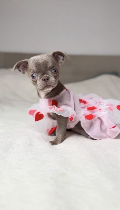 Liliowa suczka chihuahua mini