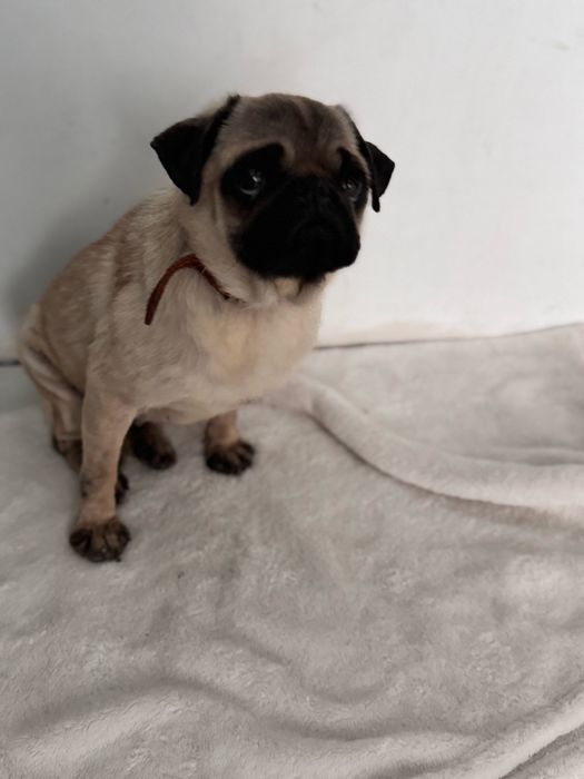 Мопс дівчинка 2 роки  Безкоштовно Тільки в ДОБРІ РУКИ