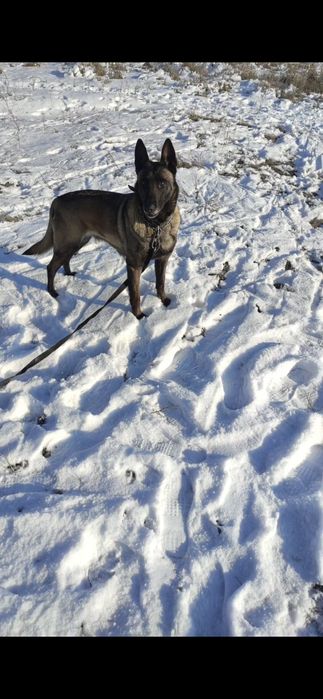 Малинуа (бельгийская овчарка ) щенки