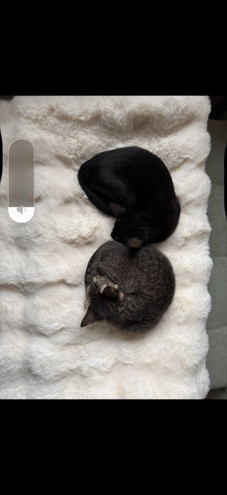 Duas gatinhas bebes - para adocao conjunta