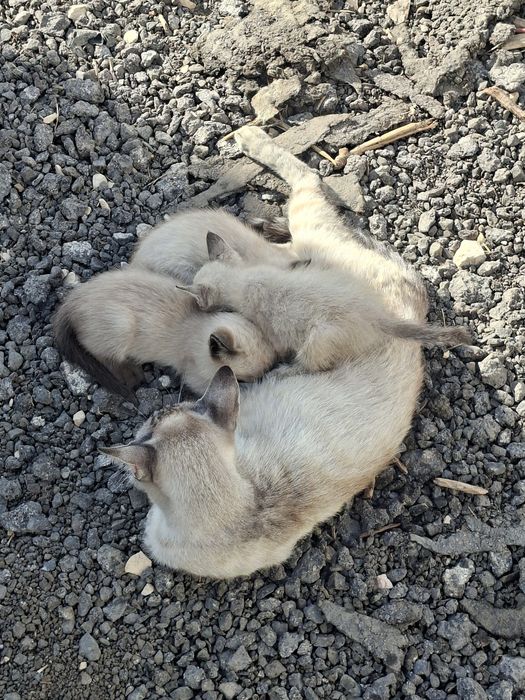 Ofereco gatinhos ciameses  igem por telefone