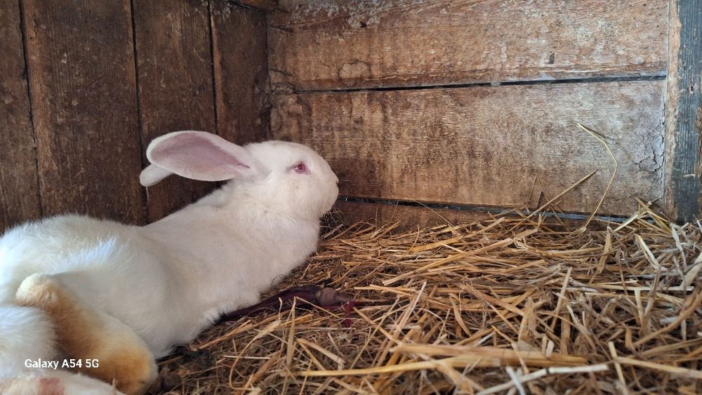 Króliki nowozelandzkie