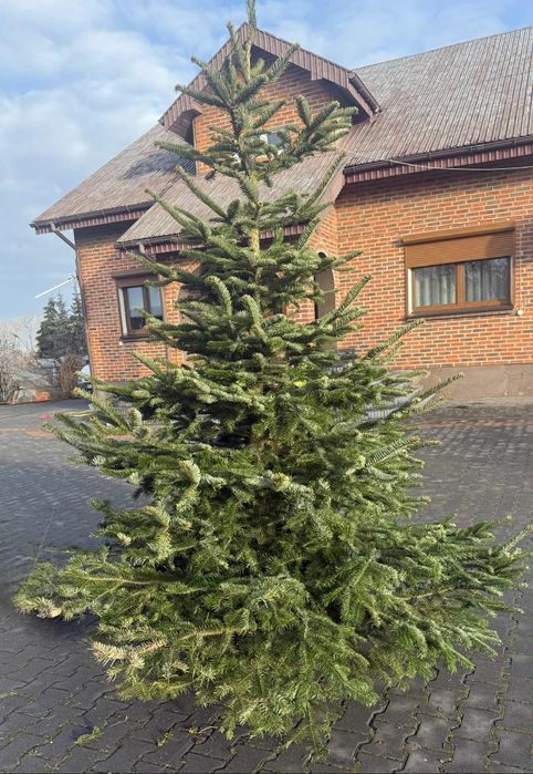 SPRZEDAM – Jodła Kaukaska / Choinki Świąteczne