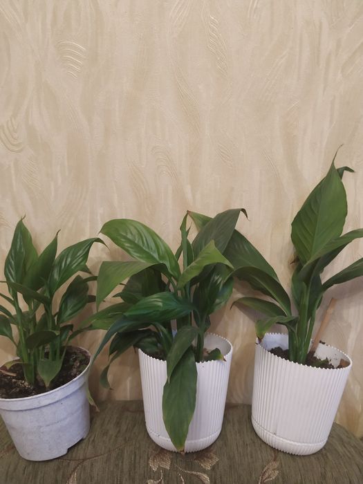 Красула кімнатна рослина вазонок ,денежное дерево