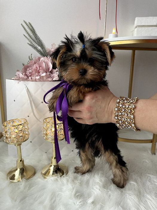 VIP Йорки — Гарантовано закохаєтесь з першого погляду