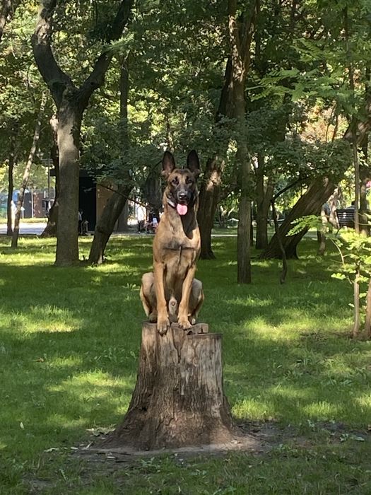 Вязка Малинуа, Кобель