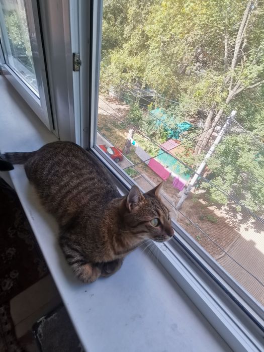 КОШАНЯ домашняя воспитанная  ищет добрых людей на ПередержкуилиВсегда