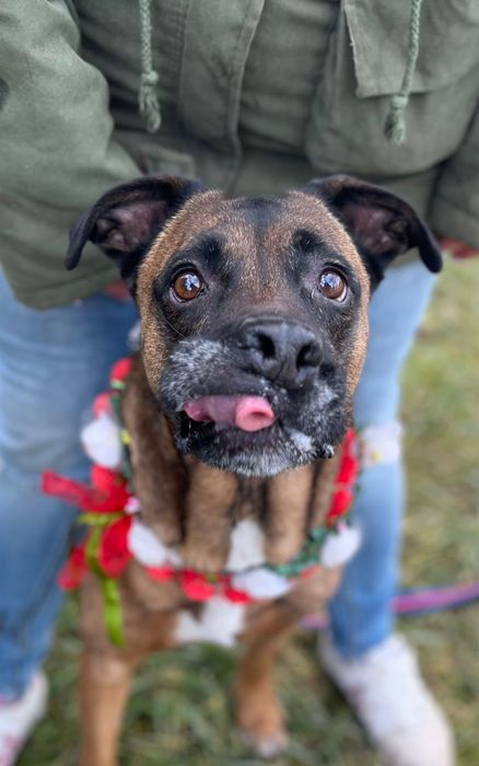 Puma w typie boksera prosi o dom! Idealna sunia.