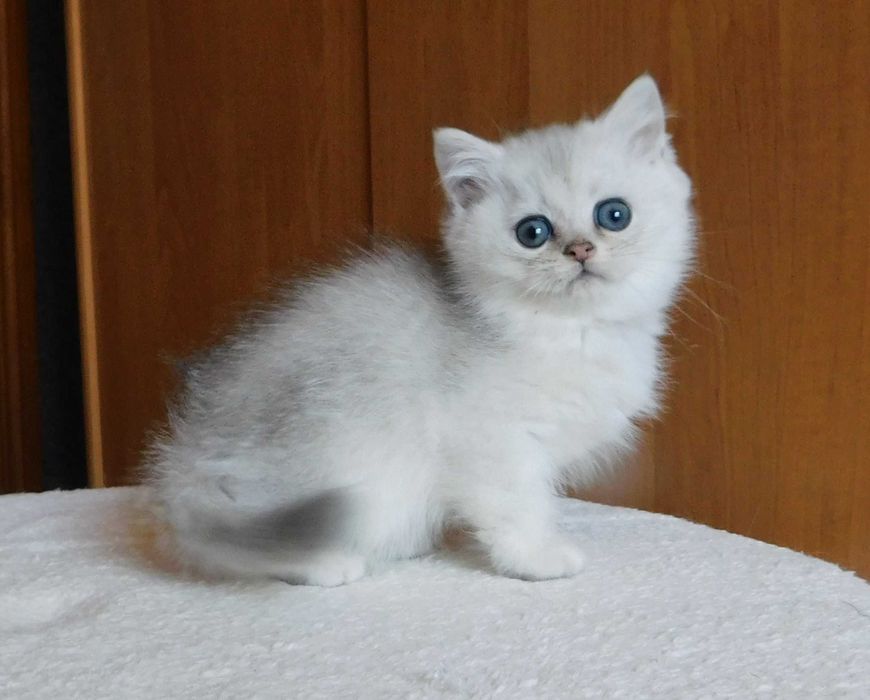 Шотландский мальчишка Винтер