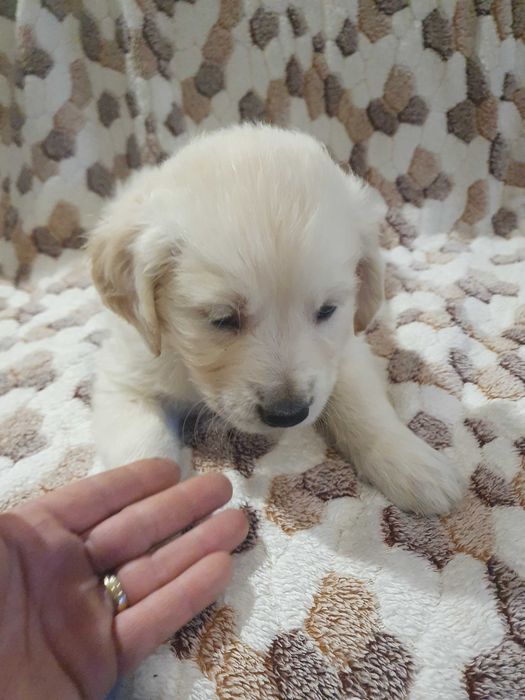 Golden retriever