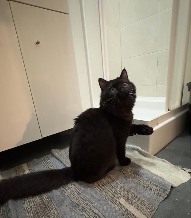 Adoção Gato Fêmea