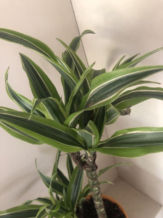 Dracena wonna duża  fragrans Lemon Lime 60 cm roślina doniczkowa