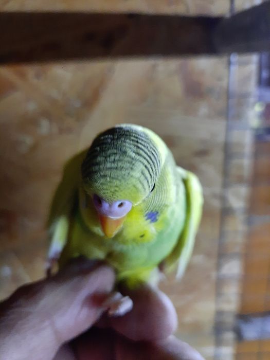 Papugi papuga falista wpf